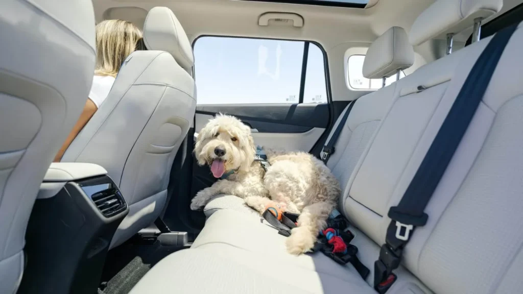 2026 Jaecoo J5 EV artic white variant with a dog in the rear seat